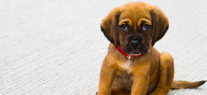 Yoga con i cuccioli, da provare